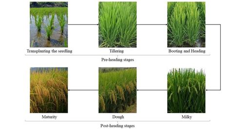 Rice Growth Cycle