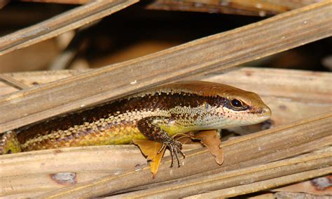 Lagarto Mabuya Nigropunctata Este Exemplar Estava Acompa Flickr