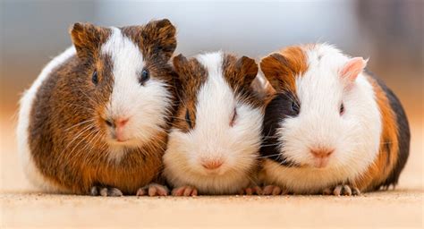 Guinea Pig Names - Over 400 Of The Best, Cute And Unique Ideas