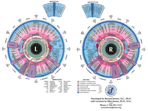 See Your Health Through Your Eyes with Iris Diagnosis - Montana