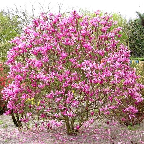 Magnolia Susan Garden Shrub Plant Free Uk Delivery Over