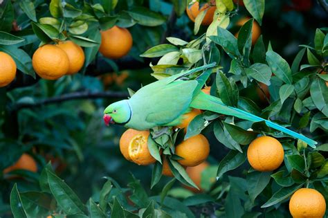 How to Do Urban Wildlife Photography