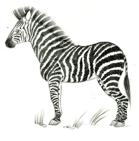 Plains Zebra By Huntergirl463 On Deviantart