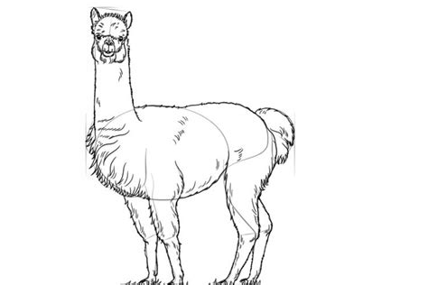 How To Draw An Alpaca Head And Cute