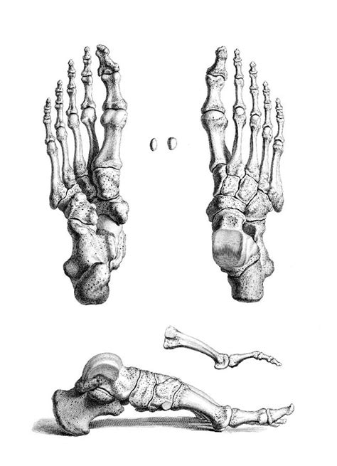 William Cheselden Osteographia 1733 Photograph By Science Source