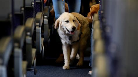 Delta Air Lines Tightens Rules For Service And Support Animals The