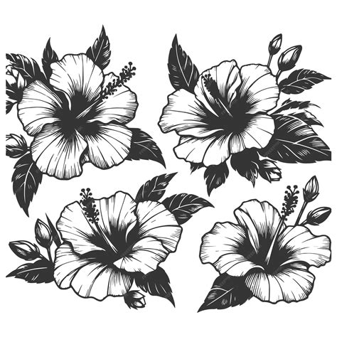 Black And White Hibiscus Flower Illustration Hibiscus Flower Handdrawn