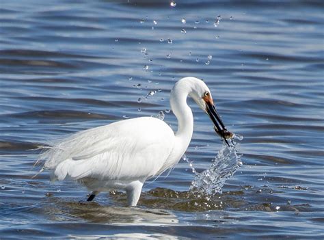 Revive Our Wetland Photography Competition And Why Wetlands Are