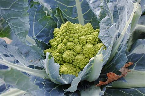 How To Grow Romanesco Broccoli Gardeners Path