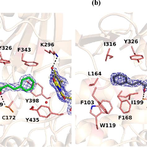 Overall Structure Of The Mao B Dimer Represented As A Pink Ribbon