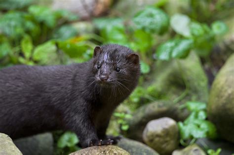 Mink In Utah Is First Wild Animal To Test Positive For Covid 19