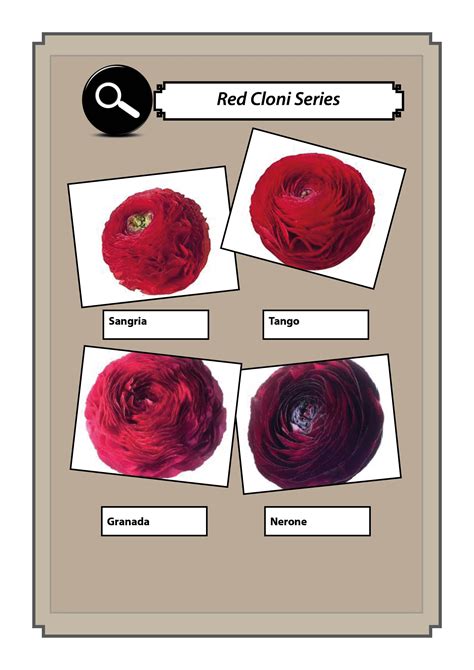 Ranunculus Cloni red and bordeaux collections Fresh Cut Flowers ...