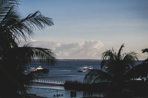 Coconut Trees Planted on Island · Free Stock Photo