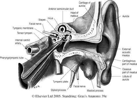 Figure 40 From Anatomy Of The Transmastoid Endolymphatic Sac Decompression In The Management Of