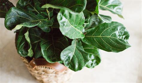 Fiddle Leaf Fig Plant Care Guide