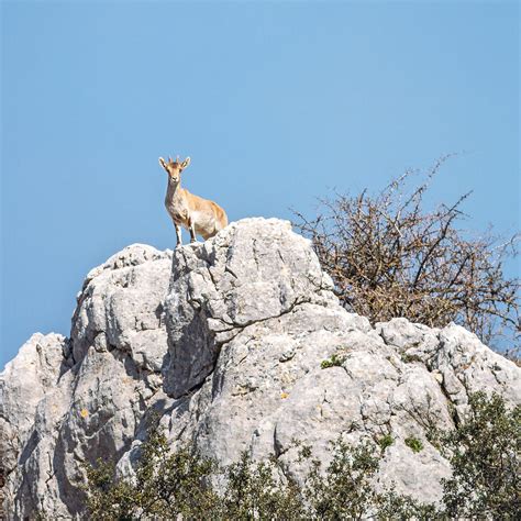 "Mountain Goat On A Rock" by Stocksy Contributor "ACALU Studio" - Stocksy