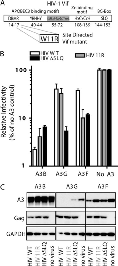 A Schematic Representation Of Hiv Vif Domain Orga Nization