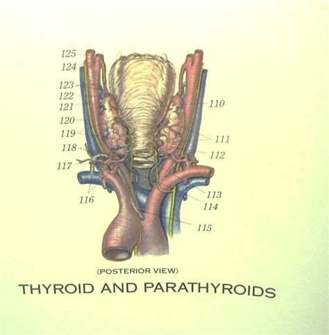 Thyroid And Parathyroid 2 Diagram Quizlet