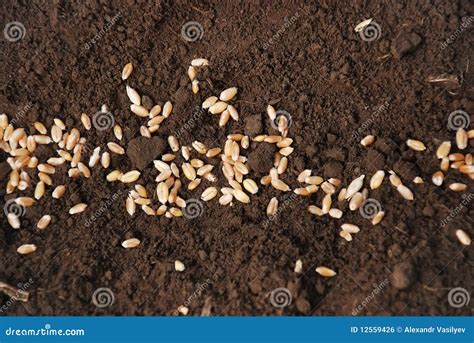 Grain Of The Wheat On The Ground Stock Photo Image Of Growth Land