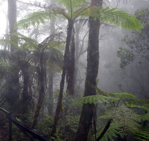 Viajes por el Mundo: Selva Nublada, Venezuela.