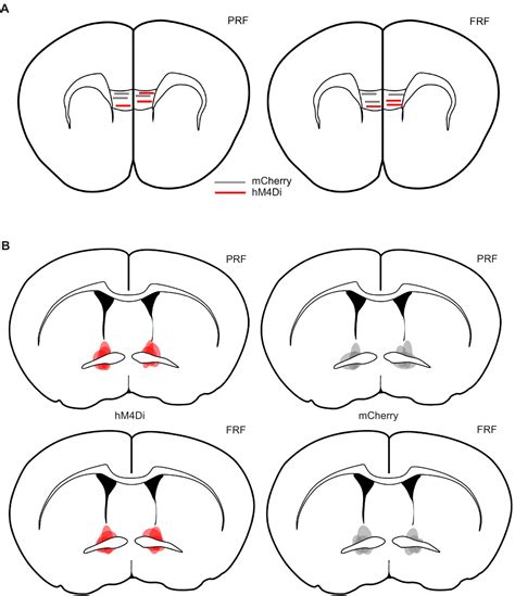 Figures And Data In A Prefrontal Bed Nucleus Of The Stria Terminalis