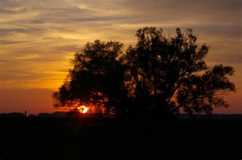 Fotos Gratis Rbol Naturaleza Horizonte Rama Silueta Nube