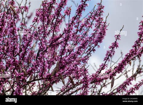 Chinese Redbud Hi Res Stock Photography And Images Alamy