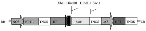 Schematic Diagram Of A Part Of The T Dna Region Of Plant Expressing