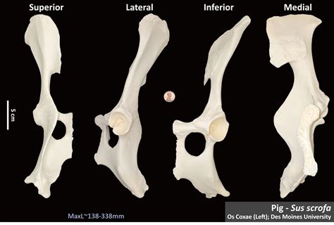 Pig Os Coxae Osteoid Bone Identification