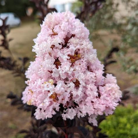 Lagerstroemia Indica Black Solitaire Blush C L Tige M Tous Les