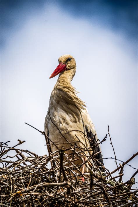 Аист - Телеканал «Моя Планета»