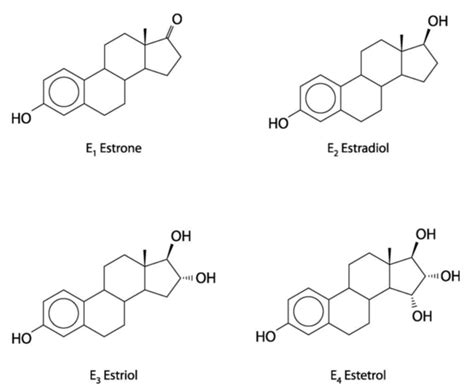 Estrogen Physiopedia