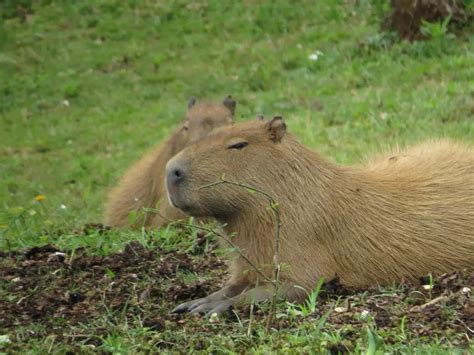 Are Capybaras Known to Attack Humans? | Pet Capybara Safety – Trendlor