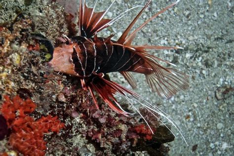 Clearfin Lionfish Facts And Photographs Seaunseen