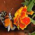 My Corner Of The World Butterflies In Bloom At Dow Gardens Midland Mi