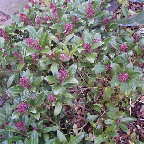 Skimmia Japonica Rubella Arbuste Persistant Mâle à Floraison Rosée