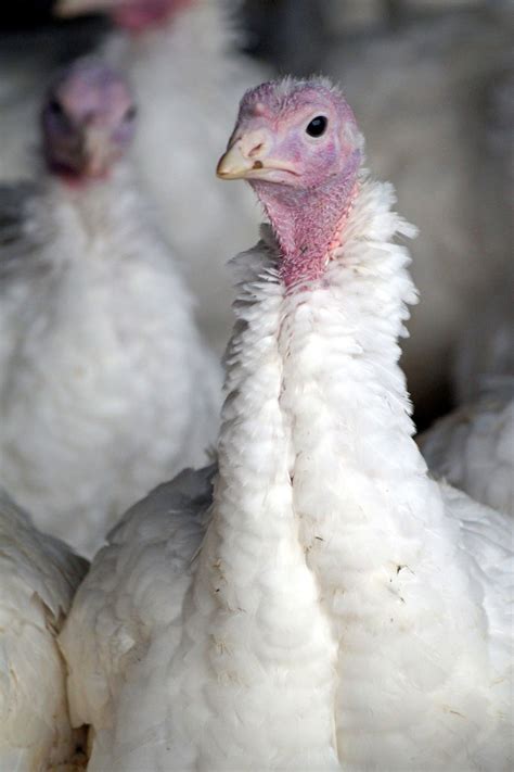 11 Turkey Farm Workers Charged With Cruelty Caught On Video Delco Times