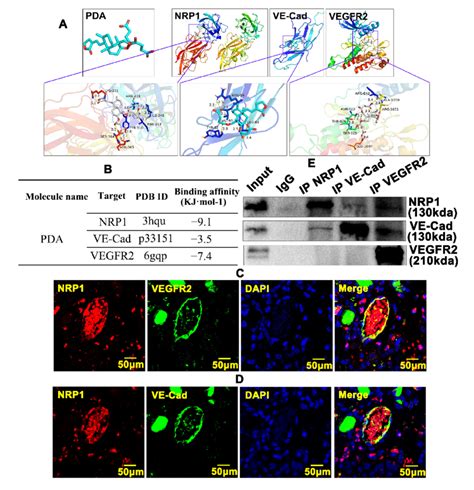 Pda Regulates Interactions Between Nrp1 Vegfr And Ve Cad Within