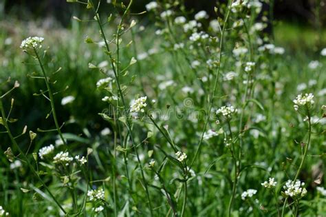 Wild white flowers stock image. Image of flower, details - 183536949