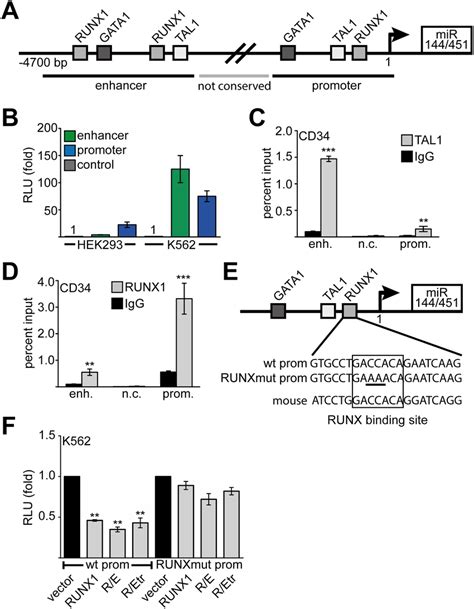 Regulation Of Mir Expression A Schematic Representation Of