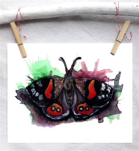 New Zealand Red admiral butterfly – Lindsey Munson