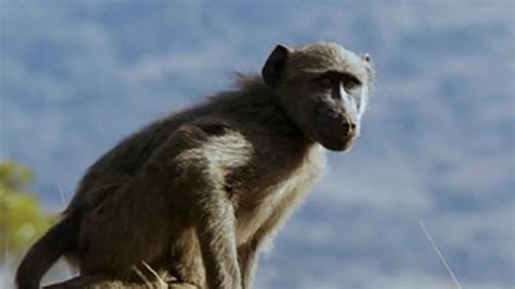 Le babouin qui voulait être roi Documentaire où regarder TV Replay