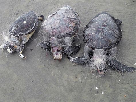 G Tartarugas Morrem Enroladas Em Redes De Pesca No Litoral De Sp