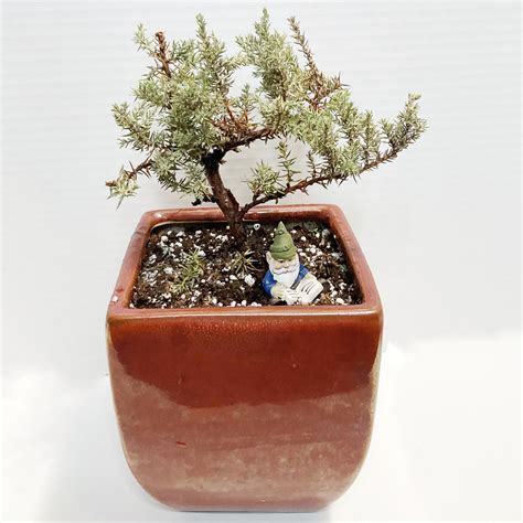 Enjoying Outside, Inside - Bonsai Trees