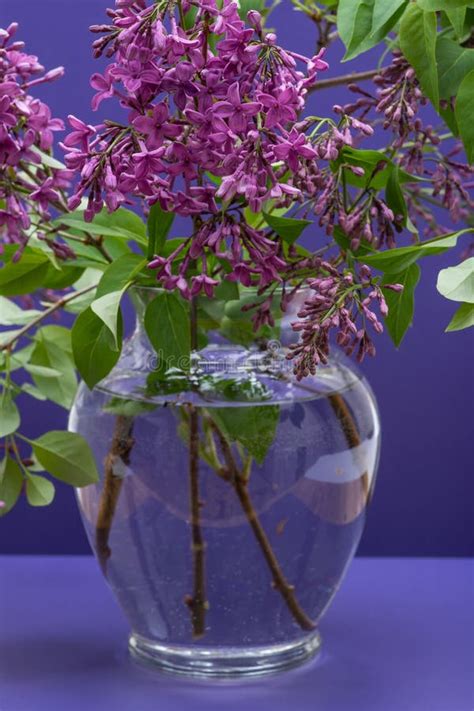 Fresh Cut Purple Lilac Flowers In Clear Glass Vase On Purple Syringa