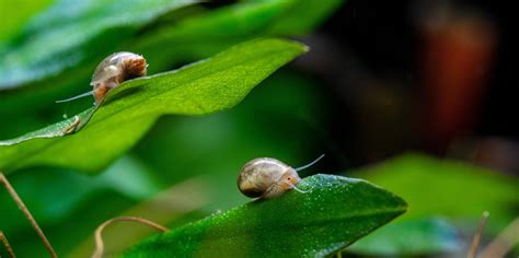 Water Snails