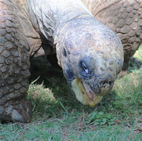 Galapagos Tortoise Chelonoidis Nigra GJM Nature Media