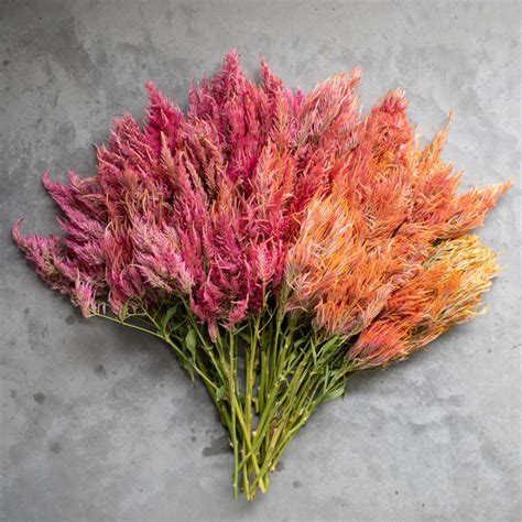 Celosia Spun Sugar – Floret Flower Farm