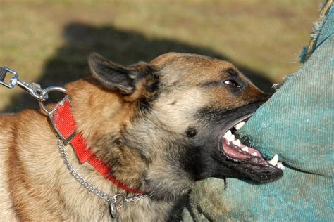 Perros Agresivos Conoce las Causas y Cómo Mejorar esa Conducta La