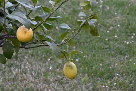 Free Picture Fruit Fruit Tree Lemon Nature Orchard Organic Tree